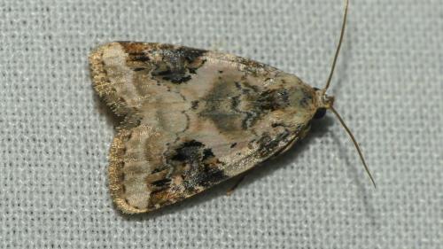 Réf. 330 098 : Pseudeustrotia candidula